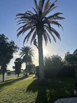 Image for Stephen's Tree Service with ID of: 6969857