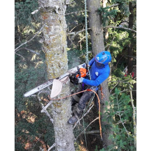 Image for NW Premier Tree Services Beaverton with ID of: 6976427