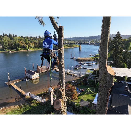 Image for NW Premier Tree Services Beaverton with ID of: 6976429