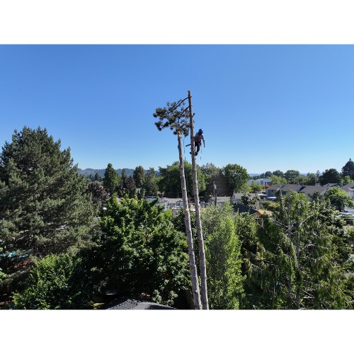 Image for NW Premier Tree Services Beaverton with ID of: 6976430