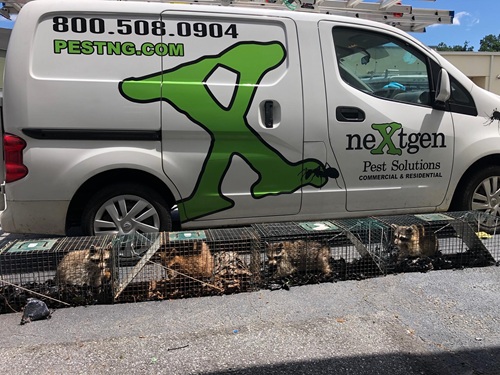 Image for Nextgen Pest Solutions with ID of: 6977901