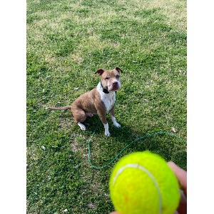 Image for Synergy Cane9 with ID of: 6978701