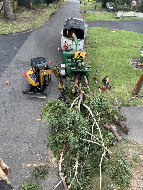 Image for SCS Tree Services with ID of: 6979174
