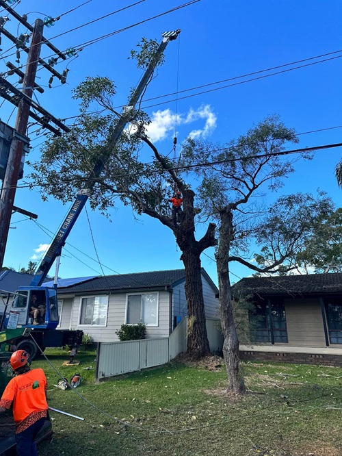 Image for SCS Tree Services with ID of: 6979176