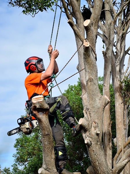 Image for Rutherford Trees with ID of: 6979245