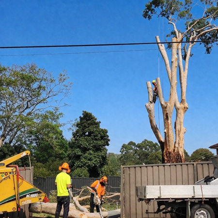 Image for Ace Tree Care with ID of: 6979358
