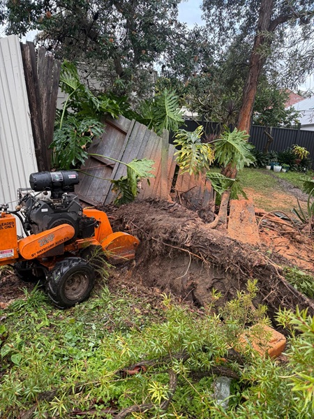 Image for Ace Tree Care with ID of: 6979360