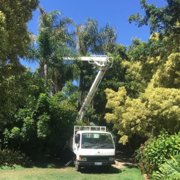 Image for Aerial Trees Group with ID of: 6980782