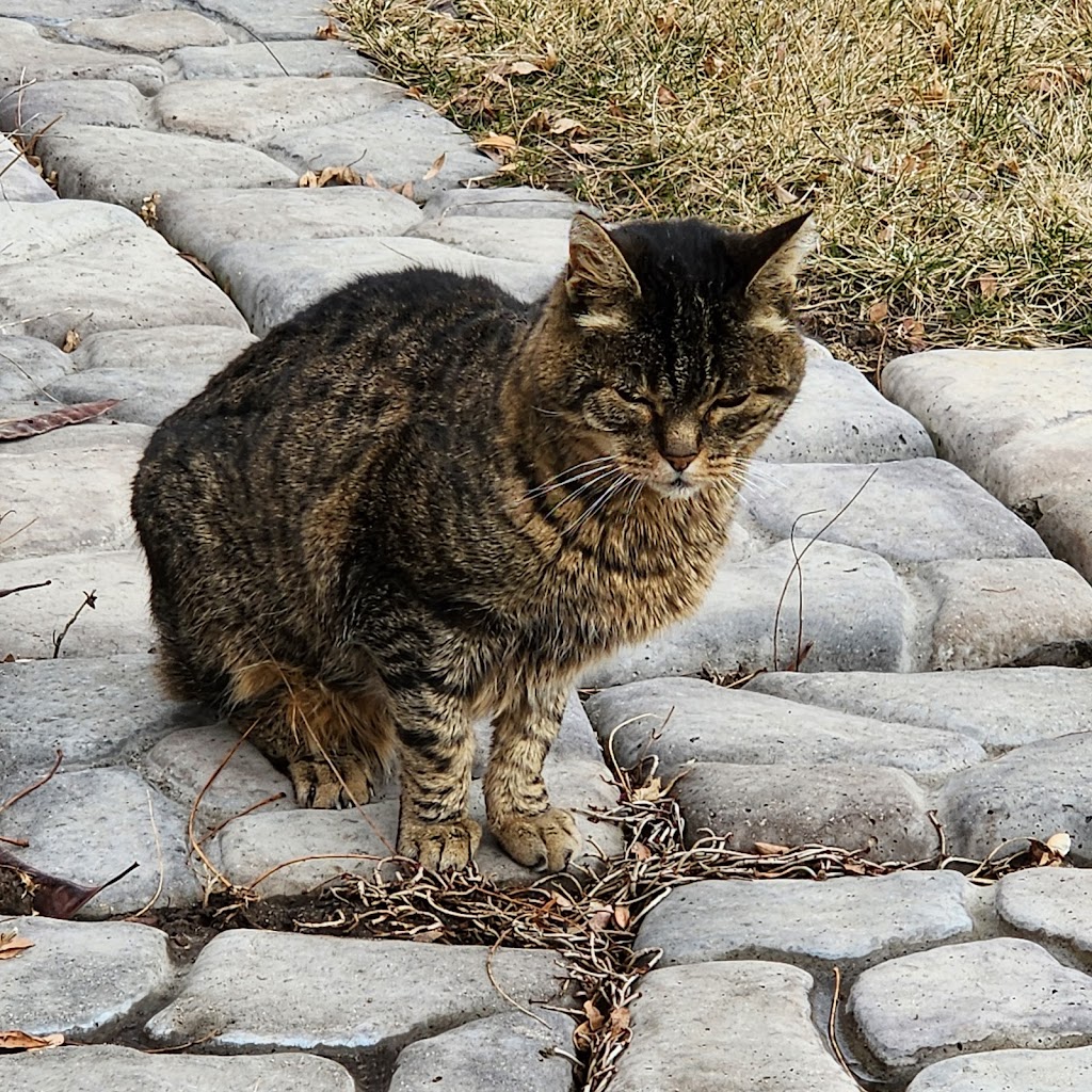 Image for Summit Veterinary and Urgent Care with ID of: 6981956