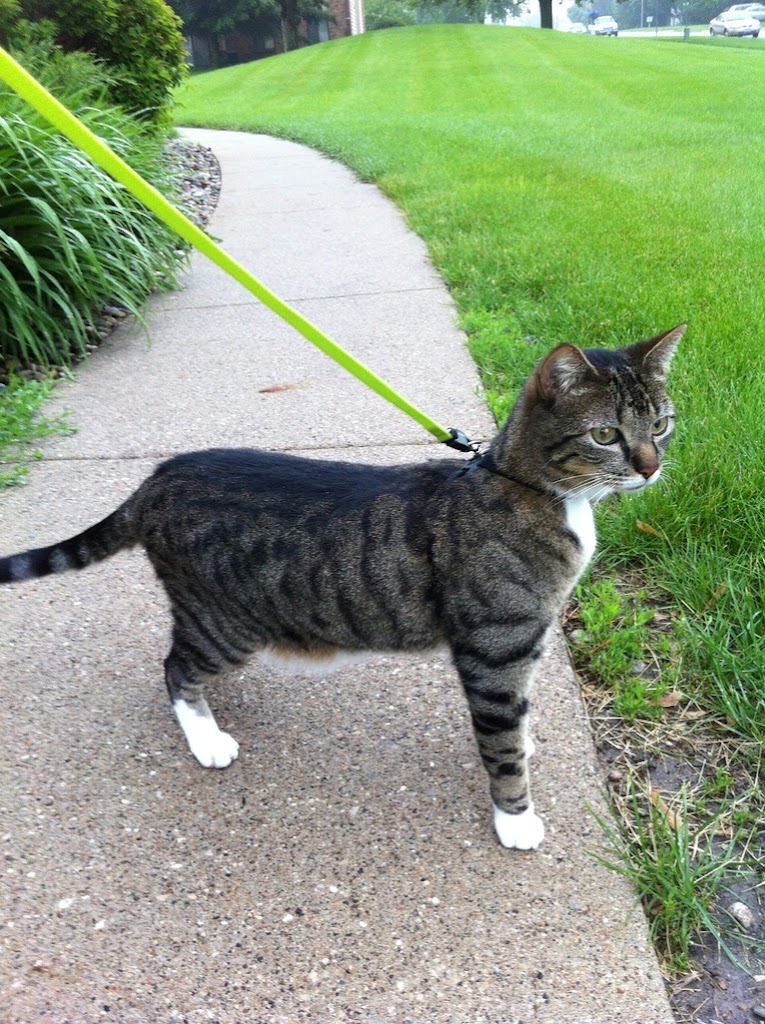 Image for Summit Veterinary and Urgent Care with ID of: 6981957