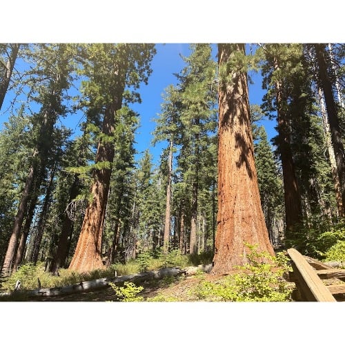 Image for Best Bay Area Tours with ID of: 6982834