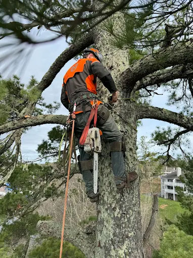 Image for Quality Tree Service with ID of: 6984538