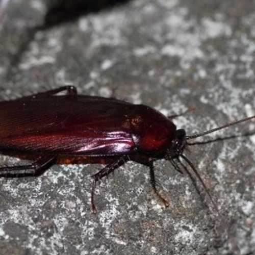 Image for Clear-out Pests with ID of: 6985187