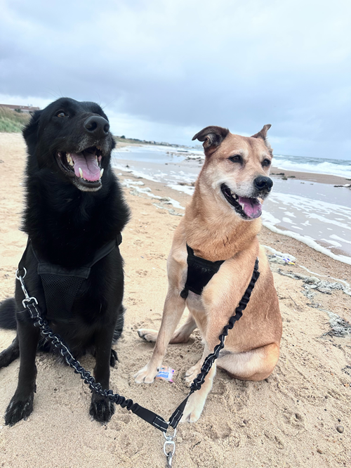 Image for Top Dog Walk with ID of: 6986268