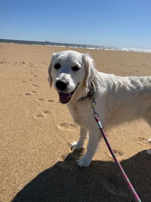 Image for Top Dog Walk with ID of: 6986269