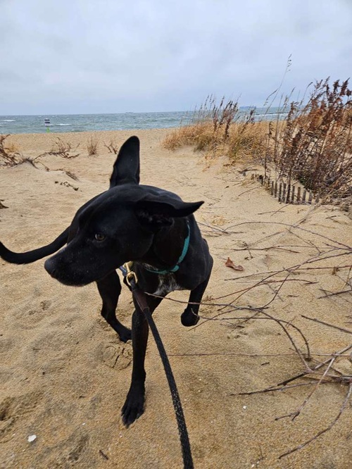 Image for Top Dog Walk with ID of: 6986270