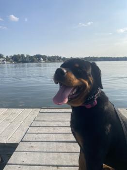 Image for Ridgeside K9 Indy with ID of: 6990496
