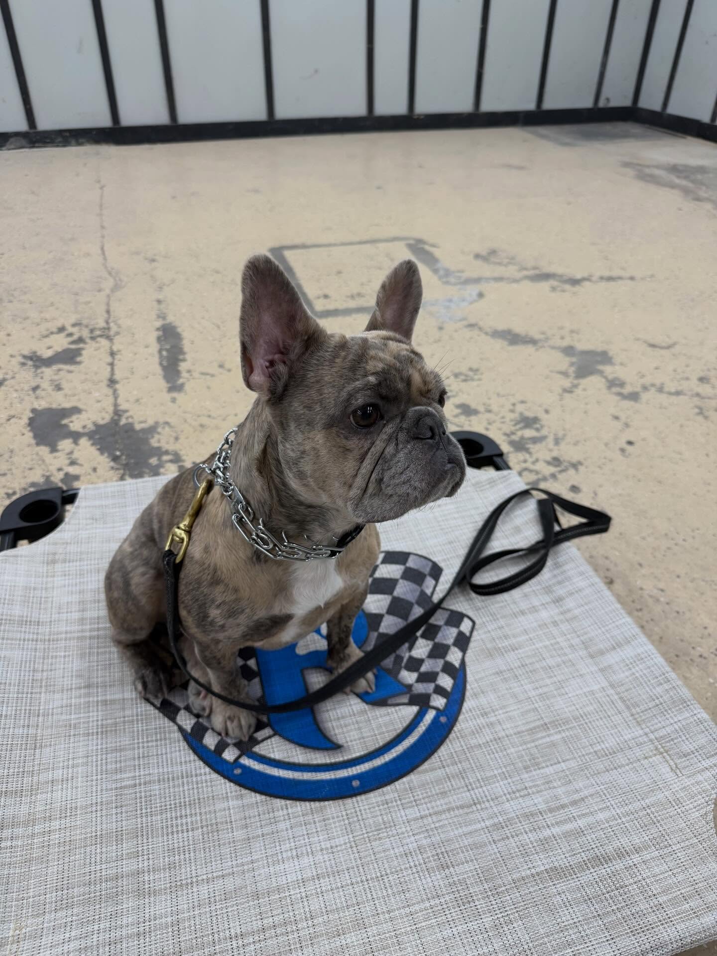 Image for Ridgeside K9 Indy with ID of: 6990497
