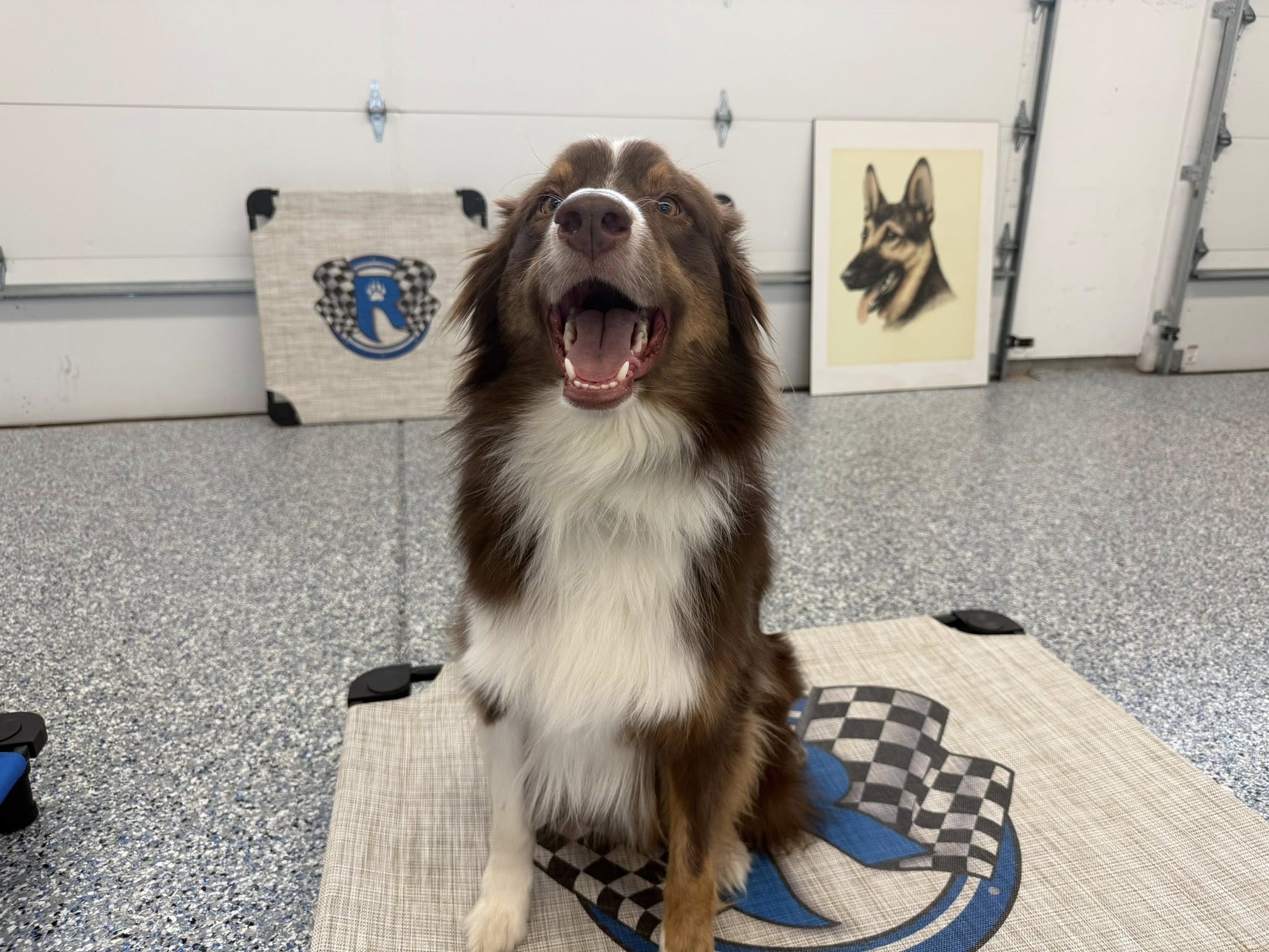 Image for Ridgeside K9 Indy with ID of: 6990498