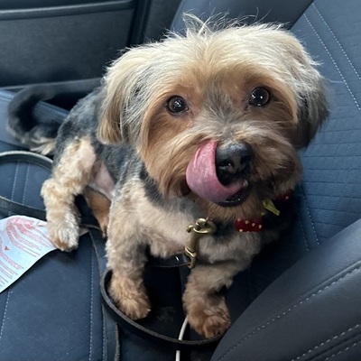 Image for Bark Busters In Home Dog Training - Brampton with ID of: 6993824