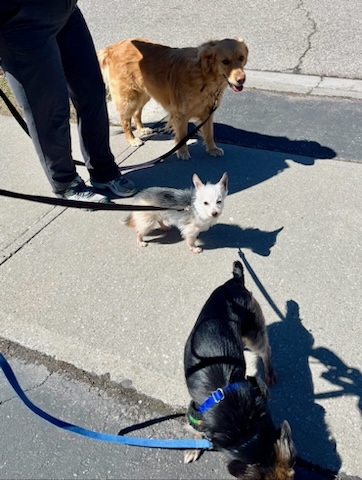 Image for Bark Busters In Home Dog Training - Brampton with ID of: 6993825