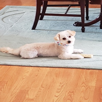 Image for Bark Busters In Home Dog Training - Brampton with ID of: 6993826