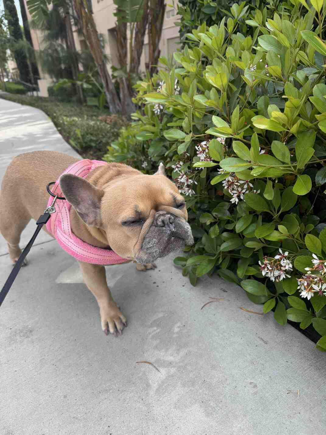 Image for Tufted Tails | Dog Walking & Pet Sitting with ID of: 6994036