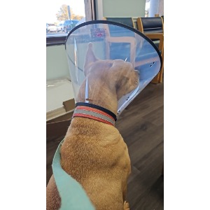 Image for Animal Place Veterinary Hospital with ID of: 6994389