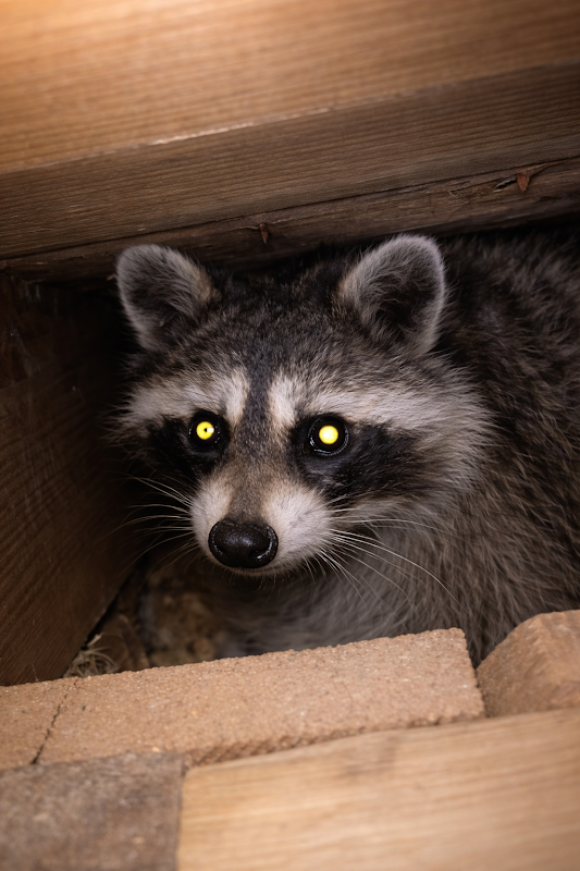 Image for True Care Wildlife with ID of: 7000562