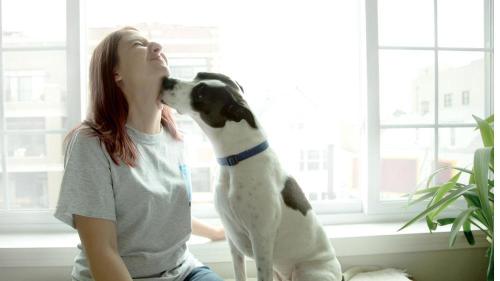 Image for Windy City Paws with ID of: 7002593