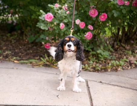 Image for Windy City Paws with ID of: 7002594