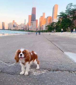 Image for Windy City Paws with ID of: 7002595