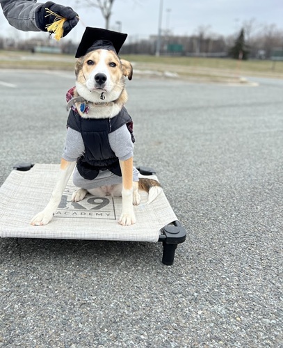 Image for Good K9 Academy with ID of: 7005578