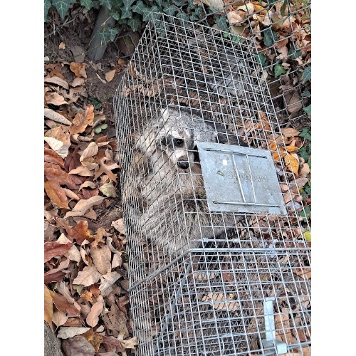 Image for Exterminating Everything with ID of: 7006899