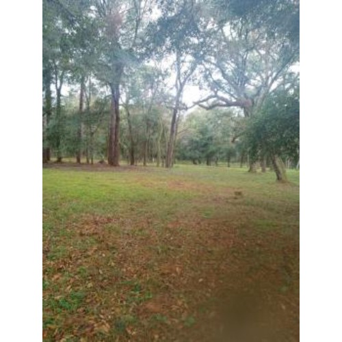 Image for Panzner's Tree Service Inc with ID of: 7015885