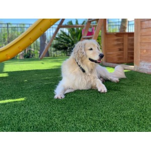 Image for IntegriTurf with ID of: 7016092