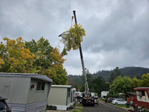 Image for Easy Does It Tree Service with ID of: 7019251