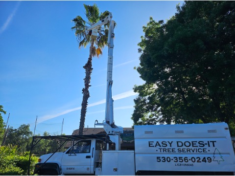 Image for Easy Does It Tree Service with ID of: 7019253