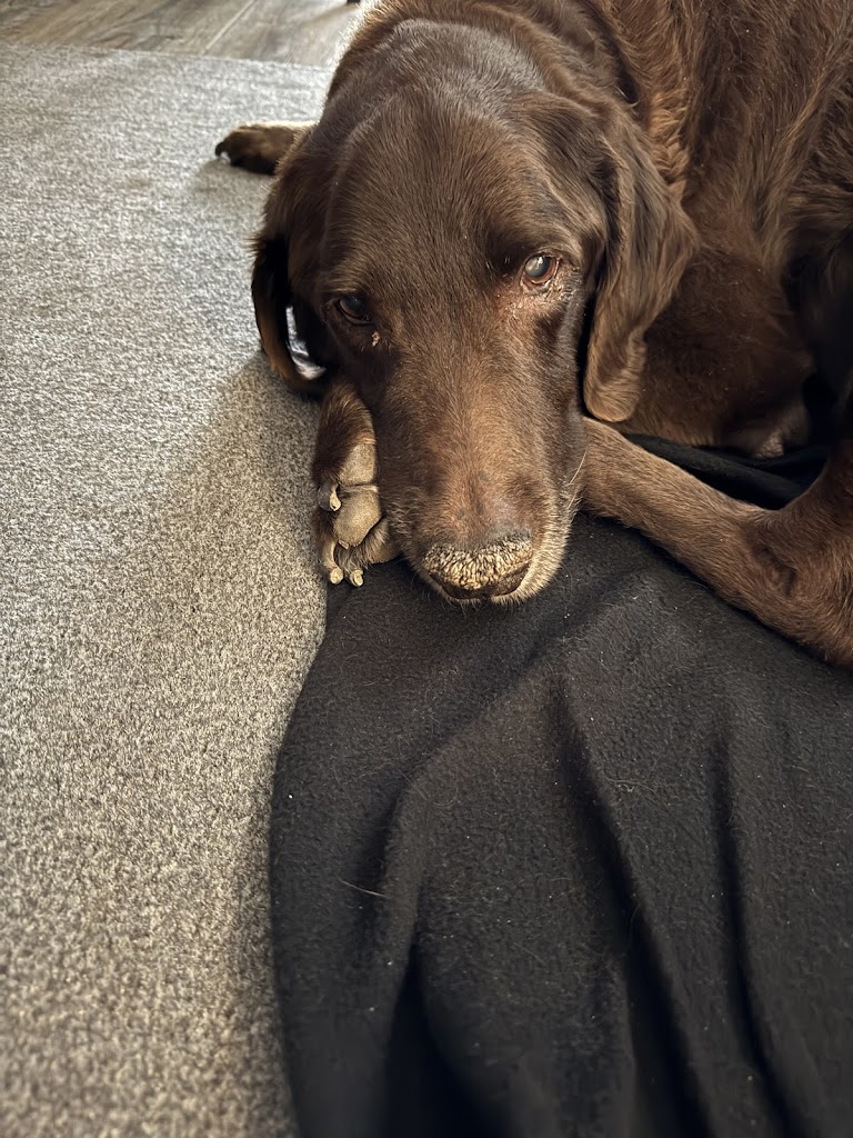Image for The Mobile Hospice Vet with ID of: 7020590