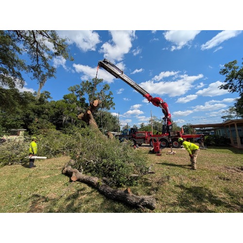 Image for Jax Tree Removal LLC with ID of: 7022021