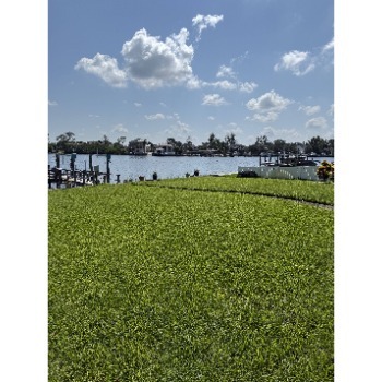 Image for Barefoot Grass with ID of: 7025748
