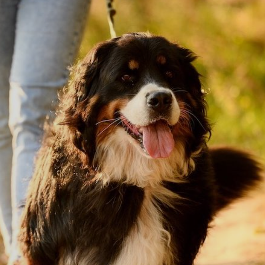 Image for Valley Mobile Veterinary Services with ID of: 7027574