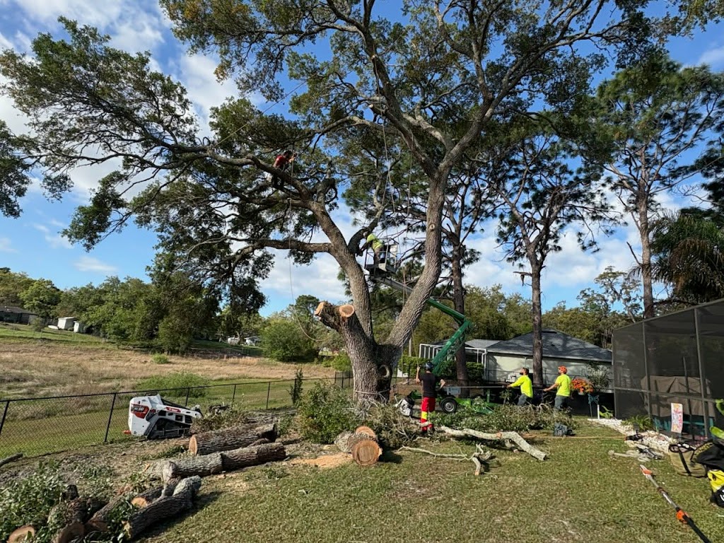 Image for Spring Hill Tree Specialists with ID of: 7028172