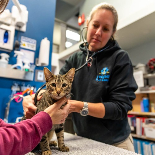 Image for Urgent Pet Care with ID of: 7029678