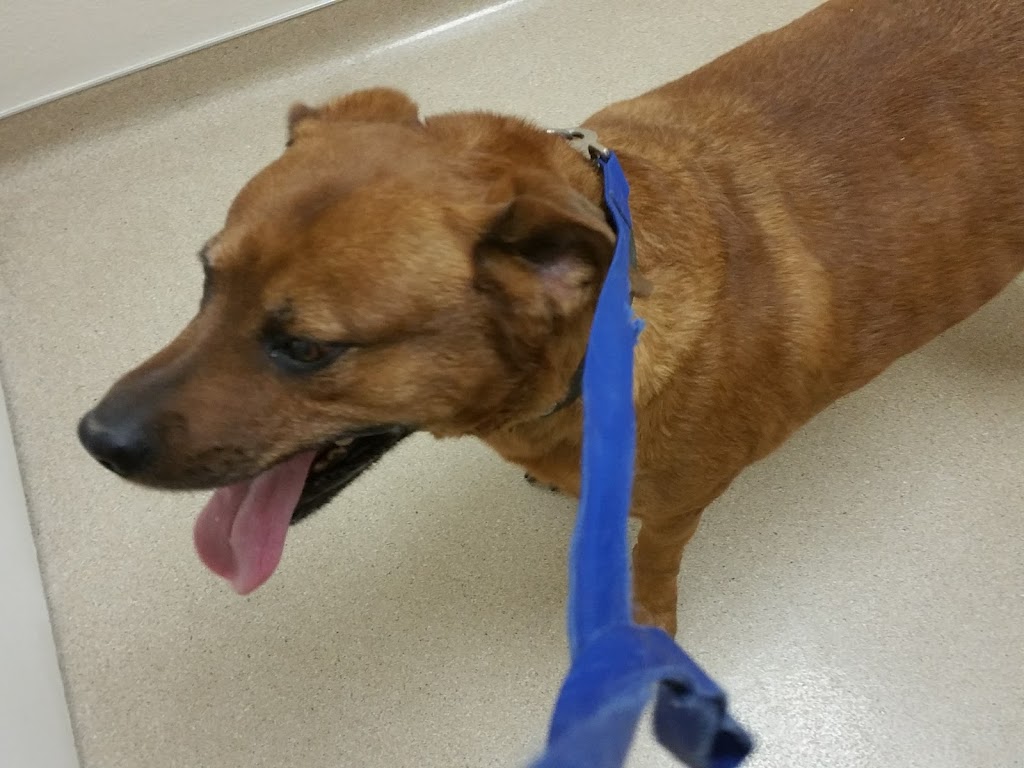 Image for Acoma Animal Clinic with ID of: 7031358