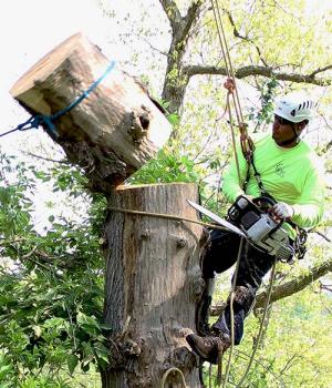Image for RTEC Treecare with ID of: 7035017