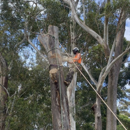 Image for Treecycling Tree Services with ID of: 7039434