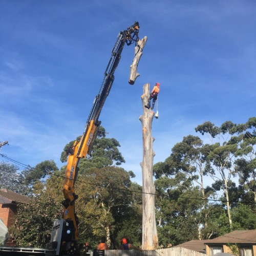 Image for Treecycling Tree Services with ID of: 7039435