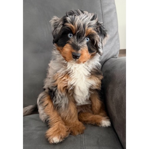Image for Unique Canines with ID of: 7041988