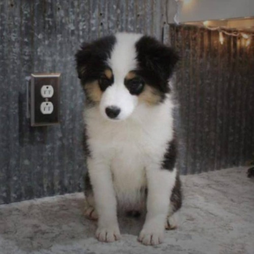 Image for Flat Rock Kennels with ID of: 7043499